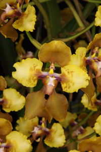 Cyr. McBeanianum Rustic Profusion HCC 77 pts.